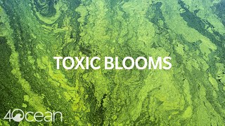 Toxic Algae Blooms [upl. by Crin]