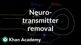 Neurotransmitter removal  Nervous system physiology  NCLEXRN  Khan Academy [upl. by Oiziruam913]