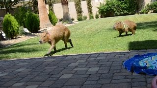 Capybaras running [upl. by Agemo]