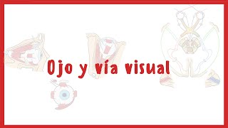 NEUROANATOMÍA  Anatomía del Ojo y la vía visual  Blasto Med [upl. by Namar]