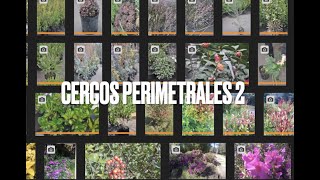 Plantas para cercos perimetrales 2 [upl. by Aynotak]