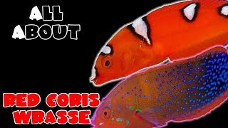 All About The Red Coris Wrasse or Clown Wrasse [upl. by Grange]