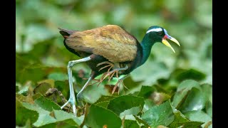 Jacana daddy carries chicks under the wings best video [upl. by Anidem]