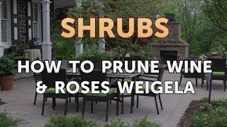 How to Prune Wine amp Roses Weigela [upl. by Hancock]