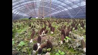 morel mushroom  morchella [upl. by Etiragram]