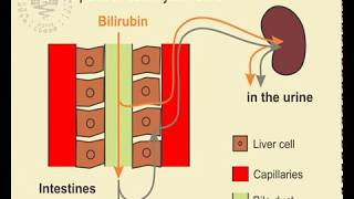 17 Detection of Urobilinogen in Urine [upl. by Lerrud76]