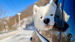 My sleddog finally sees snow in TWO YEARS [upl. by Akemrehs]