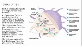 Peroxisomes and Lysosomes Intracellular Defense [upl. by Eltsyrc]