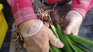 Treating amaryllis Hippeastrum off sets [upl. by Llatsyrk]