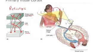 The Prefrontal Cortex Willpower amp Decision Making [upl. by Elysha]