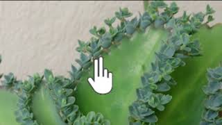 Vegetative propagation amp advantages  How do organisms reproduce  Biology  Khan Academy [upl. by Ialda]