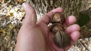 ID That Tree Mockernut Hickory [upl. by Ligriv383]