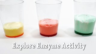 Explore Enzymes  STEM Activity [upl. by Chun]