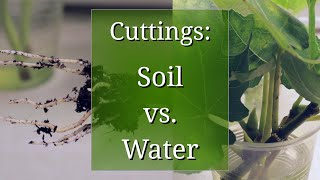 Plant Propagation by Cuttings in Water vs Potting Soil [upl. by Sumedocin336]