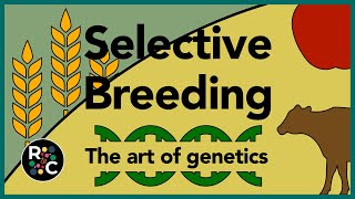 Selective Breeding  GCSE Biology [upl. by Calendra]