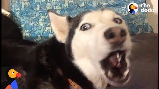 ANGRY Husky Cant Resist Singing Her Favorite Song  The Dodo [upl. by Castera]