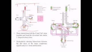 Structure of tRNA [upl. by Krebs]