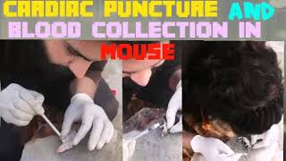 Cardiac Puncture And Blood Collection in Mouse  A medical information by Doctors Animal Palace [upl. by Arait]