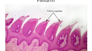 Histology Taste Buds and Lingual Papillae [upl. by Tani]