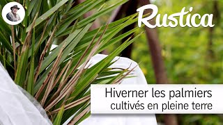 Hiverner les palmiers cultivés en pleine terre [upl. by Nnylyram]