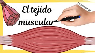 El TEJIDO MUSCULAR [upl. by Tatia]