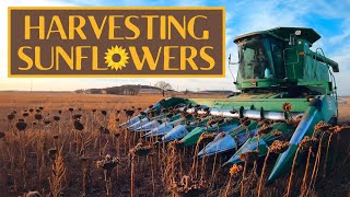 How to Harvest Sunflowers [upl. by Lockwood]