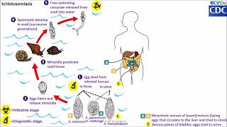 Schistosoma spp life cycle [upl. by Aelc492]