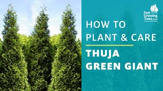 Thuja Green Giant Arborvitae  How to Plant amp Care [upl. by Yllak509]