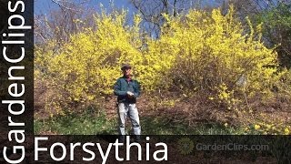 Forsythia  How to grow Forsythia  How not to prune Forsythia forsythia [upl. by Zeret260]