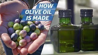 How Olive Oil Is Farmed and Processed at the Countrys Biggest Producer — How to Make It [upl. by Cowen]