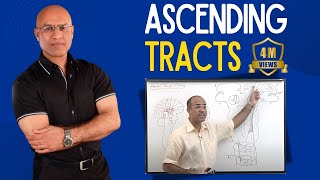 Spinothalamic Tract  Ascending Tracts  Spinocerebellar Tract  Neuroanatomy [upl. by Yeslah]