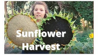 Sunflower Harvest  How To Collect Seeds [upl. by Revned]