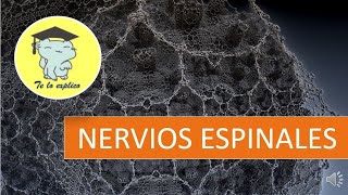 LOS NERVIOS ESPINALES  SISTEMA NERVIOSO SOMÁTICO [upl. by Athallia]