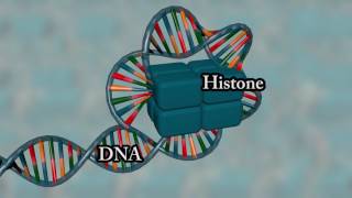 Chromosome structure  Medical animation [upl. by Myo]