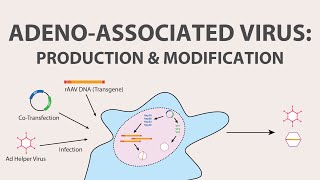 2 Adeno Associated Virus AAV  Production and Modification of AAV [upl. by Sparke]