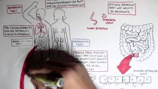 Mucosal Immunity Overview [upl. by Ardnossak]