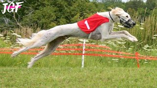 Dog race  Saluki racing [upl. by Lorne]