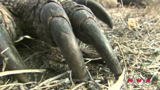 Komodo National Park UNESCONHK [upl. by Sheldon]