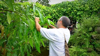 Pruning Mango Trees 101 w Dr Richard Campbell [upl. by Eerdna]