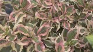 My Monet® Weigela [upl. by Brazee39]