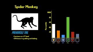 The Primate Tier List [upl. by Andrei]