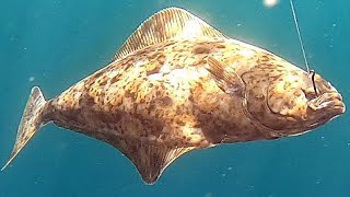 Halibut Galore  Norway  XLyngen  Anglers World [upl. by Lyreb]