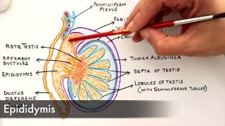 Gross Anatomy and Histology of Testes [upl. by Meletius330]