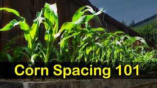 Corn Spacing 101  Garden Quickie Episode 8 [upl. by Zetneuq]