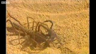 Camel Spider attacking a Scorpion [upl. by Ahsinam]