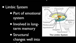 The teenage brain [upl. by Emmalynn]