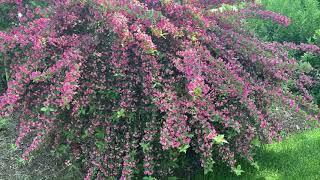 Sonic Bloom Pink Weigela  Garden Crossings [upl. by Arihday109]