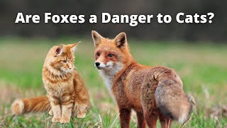 Are Foxes a Danger to Cats [upl. by Ailemak]