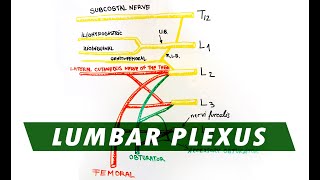 Anatomy  Lumbar Plexus [upl. by Harday]