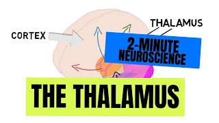 2Minute Neuroscience The Thalamus [upl. by Mcadams]